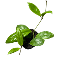 Vitellinoides